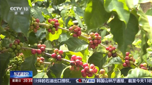 海外去！云咖植入了中国“芯”不朽情缘首页从海外来却能舶回(图1)
