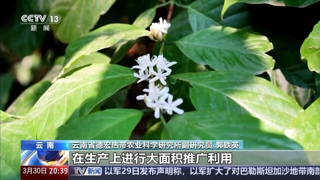 海外去！云咖植入了中国“芯”不朽情缘首页从海外来却能舶回(图2)