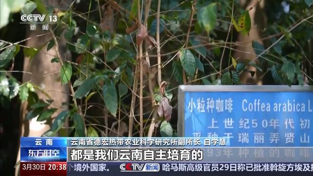 海外去！云咖植入了中国“芯”不朽情缘首页从海外来却能舶回(图4)