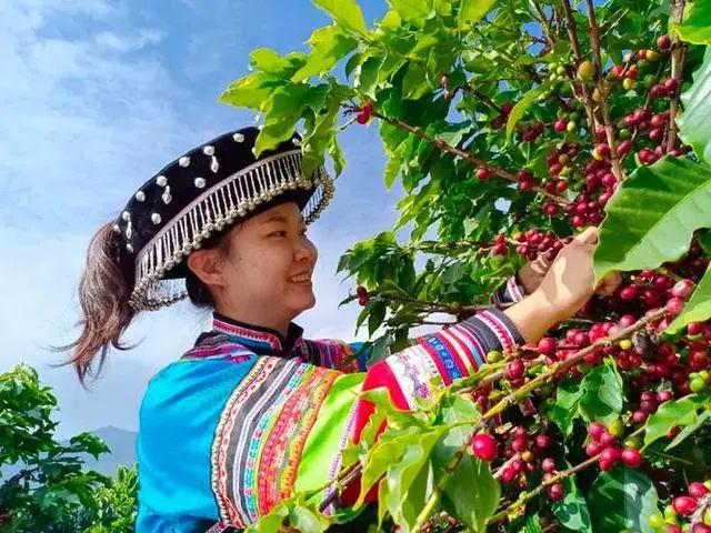 啡：彩云之南的馥郁传奇不朽情缘电子游戏云南咖(图8)