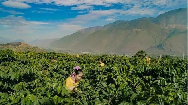 啡：彩云之南的馥郁传奇不朽情缘电子游戏云南咖(图11)