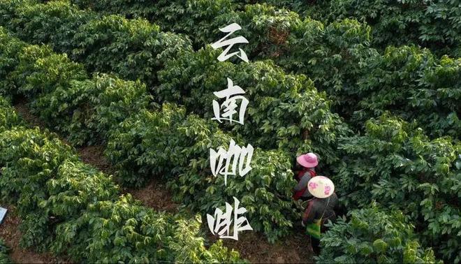 啡：彩云之南的馥郁传奇不朽情缘电子游戏云南咖(图22)